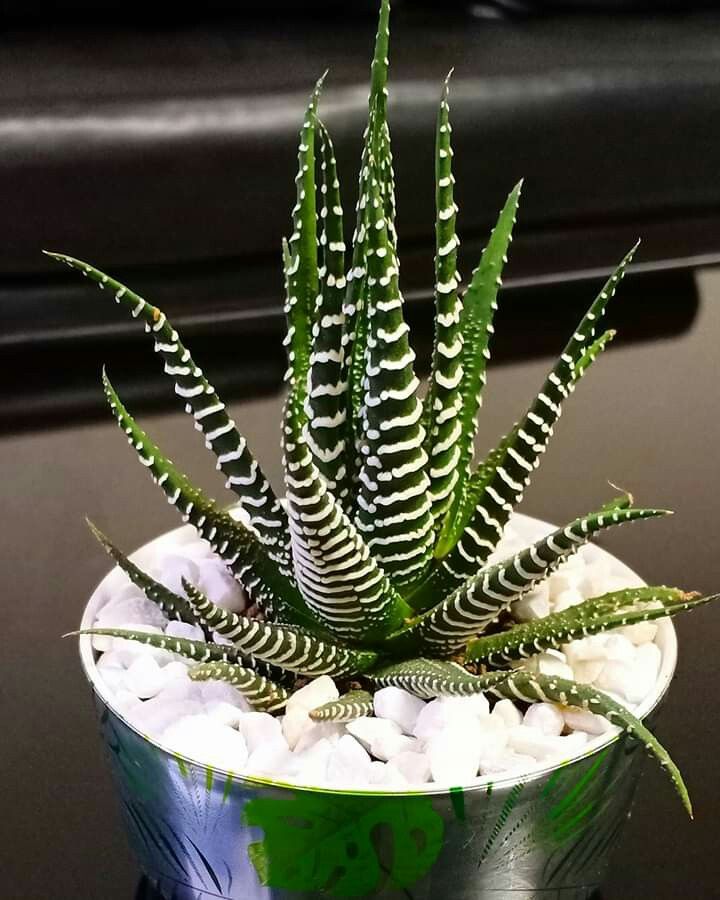 Kaktus Haworthia